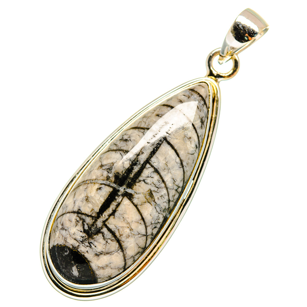 Orthoceras Fossil Pendants handcrafted by Ana Silver Co - PD10406