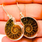 Ammonite Fossil Earrings handcrafted by Ana Silver Co - EARR419700
