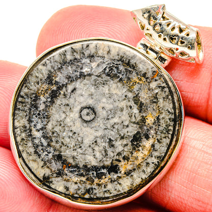 Moroccan Goniatite Fossil Pendants handcrafted by Ana Silver Co - PD20168