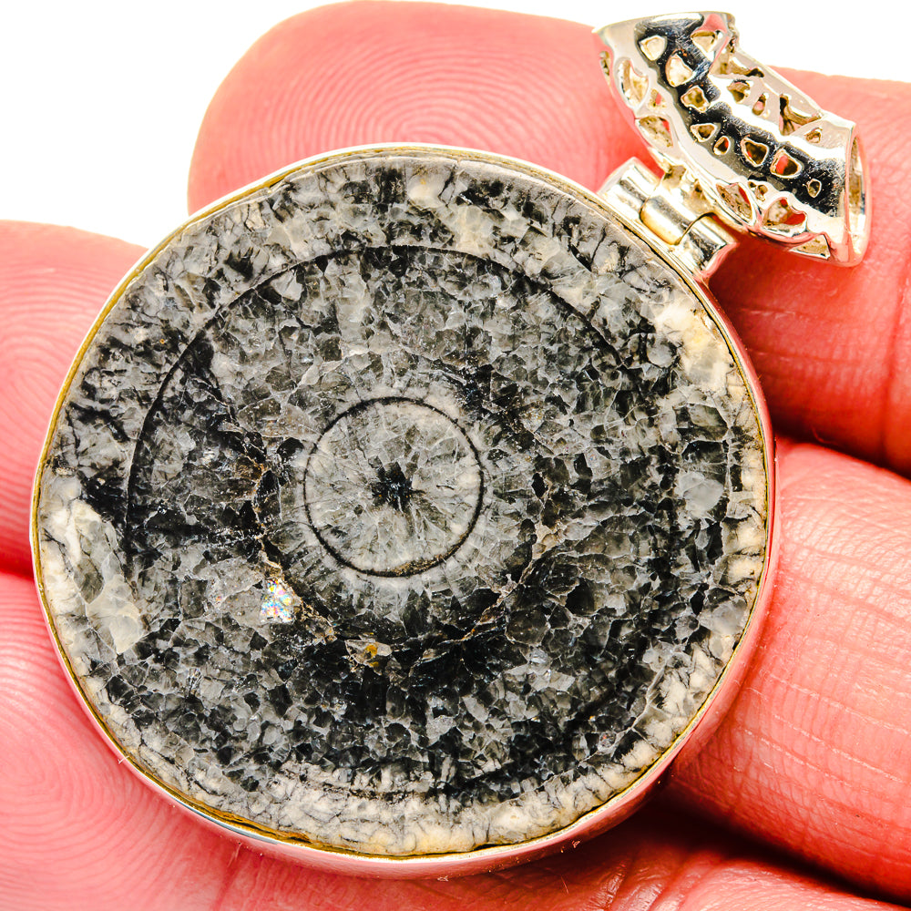 Moroccan Goniatite Fossil Pendants handcrafted by Ana Silver Co - PD20169