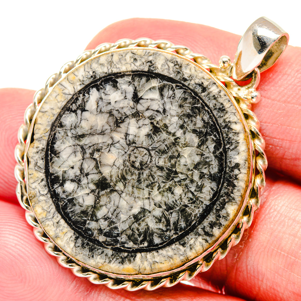 Moroccan Goniatite Fossil Pendants handcrafted by Ana Silver Co - PD20231