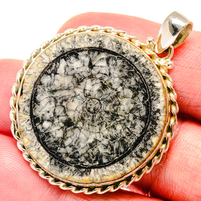 Moroccan Goniatite Fossil Pendants handcrafted by Ana Silver Co - PD20231