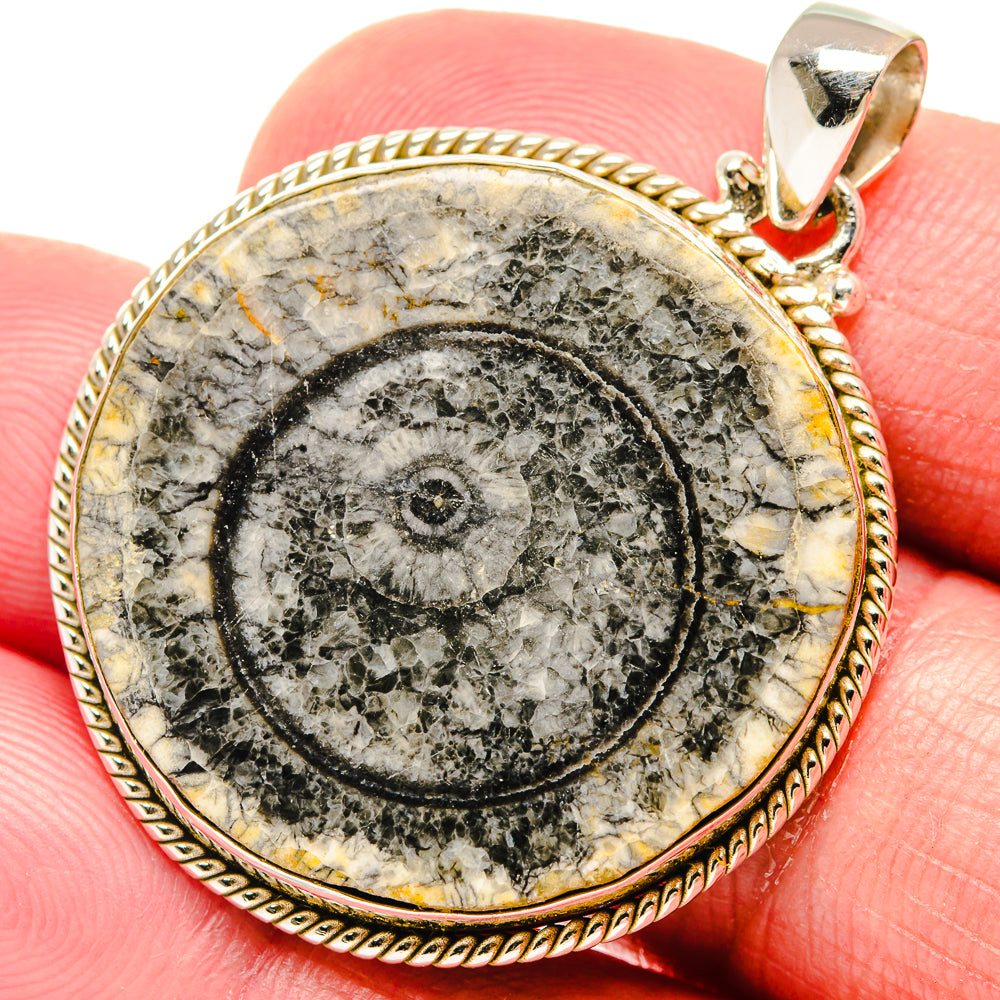 Moroccan Goniatite Fossil Pendants handcrafted by Ana Silver Co - PD20232