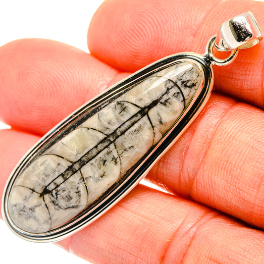 Orthoceras Fossil Pendants handcrafted by Ana Silver Co - PD27381