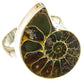 Ammonite Fossil Rings handcrafted by Ana Silver Co - RING91660